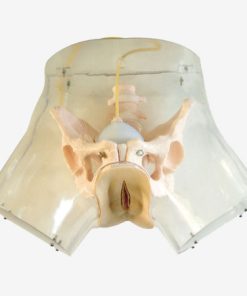 GENERAL DOCTOR Simulator Kuretase Transparan GD/FT32