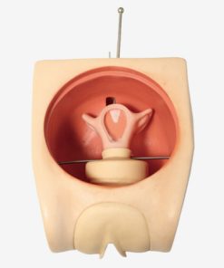 GENERAL DOCTOR Simulator Kontrasepsi Wanita GD/FT33B