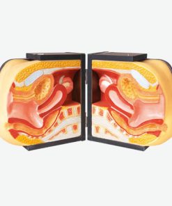 GENERAL DOCTOR Simulator Pelatihan IUD Tingkat Lanjut GD/F5L