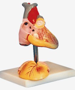 GENERAL DOCTOR Model Hati Anak GD/A16008