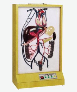 GENERAL DOCTOR GD/A16010 Sirkulasi Kompensasi Listrik Model Vena Portal