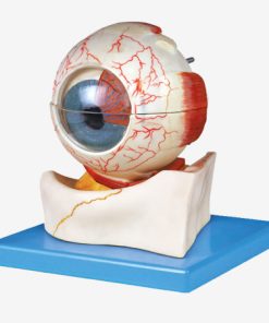 GENERAL DOCTOR GD/A17103 Bola Mata