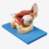GENERAL DOCTOR GD/A17104 Bola Mata Model Anatomi 10 Bagian 2 |