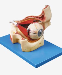 GENERAL DOCTOR GD/A17104 Bola Mata dengan Bagian Orbit