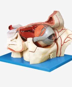 GENERAL DOCTOR GD/A17105 Bola Mata dan Orbit dengan Pembuluh dan Saraf