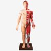 Model Anatomi Tubuh Manusia 28 Bagian | GENERAL DOCTOR GD/A10001 1 |