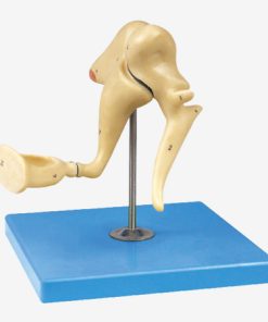 GENERAL DOCTOR Model Tulang Pendengaran GD/A17203