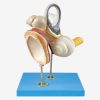 Model Telinga Anatomis GD/A17204 - Tulang Pendengaran 20 Posisi 2 |
