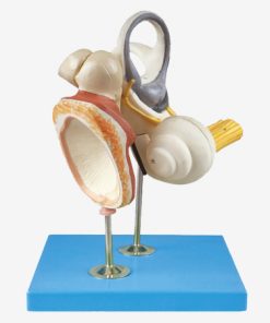 GENERAL DOCTOR GD/A17204 Telinga Bagian Dalam, Tulang Pendengaran, dan Membran Timpani