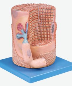 GENERAL DOCTOR GD/A18003 Serat Otot Rangka dengan Pelat Ujung Motor