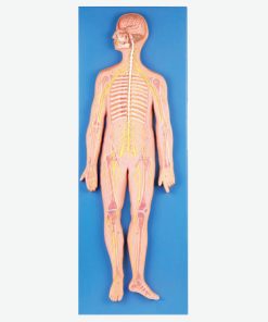 GENERAL DOCTOR GD/A18101 Sistem Saraf