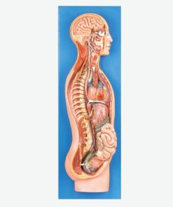 GENERAL DOCTOR GD/A18110 Sistem Saraf Simpatis