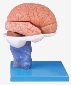 GENERAL DOCTOR GD/A18203 Otak