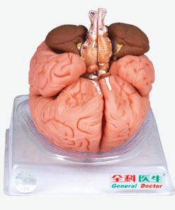 GENERAL DOCTOR GD/A18201 Otak