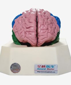 GENERAL DOCTOR Model Lobus Otak GD/A18204