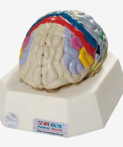 GENERAL DOCTOR GD/A18205 Lokalisasi Fungsional Korteks Serebral