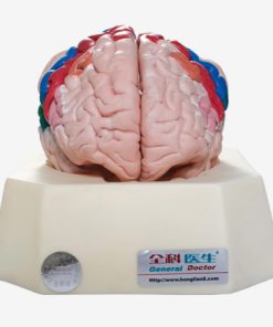 GENERAL DOCTOR GD/A18206 Zona Fungsional Korteks Serebral