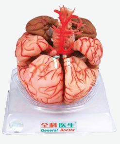 GENERAL DOCTOR GD/A18220 Otak dengan Arteri