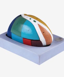 GENERAL DOCTOR GD/A18213 Model Thalamus yang Diperbesar