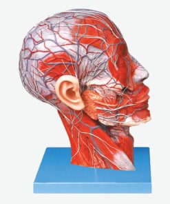 GENERAL DOCTOR GD/A18210 Setengah Kepala dengan Kapal