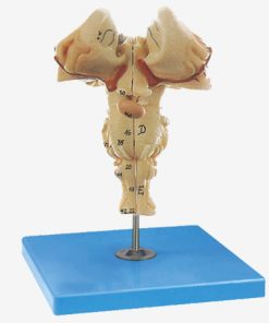 GENERAL DOCTOR GD/A18215 Batang Otak