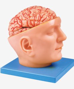 GENERAL DOCTOR GD/A18219 Otak dengan Arteri