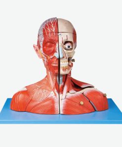 GENERAL DOCTOR GD/A18212 Kepala dan Leher dengan Pembuluh Darah, Saraf dan Otak