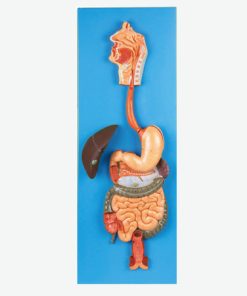 GENERAL DOCTOR GD/A12001 Sistem Pencernaan