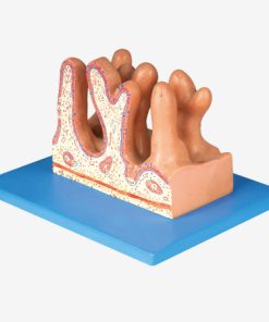 GENERAL DOCTOR GD/A12005 Permukaan Dalam Jejunum