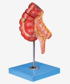 GENERAL DOCTOR GD/A12006 Lampiran dan Caecum