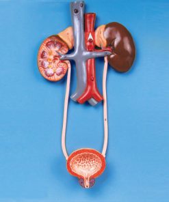 GENERAL DOCTOR Sistem Kemih GD/A14001