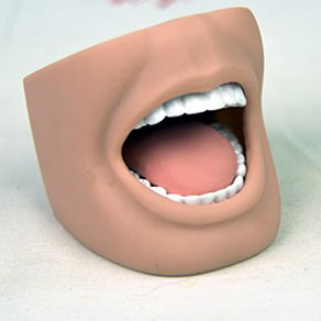 KETAHUI TENTANG GD/H11-1 ADULT MOUTH MODEL WITH FULL TEETH