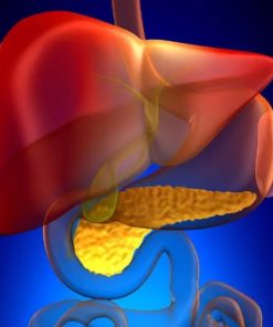 Liver Function