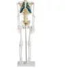 FAITHFUL 85CM Skeleton with Nerves XC-102A/B/C 1 |