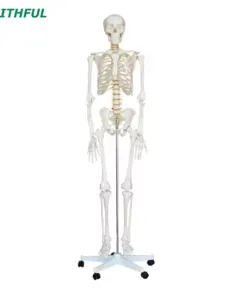 FAITHFUL XC-101 Life-Size Skeleton 180CM Tall