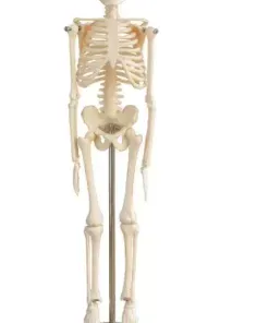 FAITHFUL XC-103 45CM Mini Skeleton