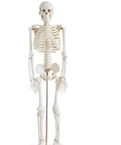 FAITHFUL XC-102 85CM Skeleton
