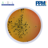 PPM (Prepare Plate Media) DAN LOGO SALMONELLA SHIGELLA AGAR PPM 909 2 |