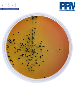 PPM (Prepare Plate Media) DAN LOGO SALMONELLA SHIGELLA AGAR PPM 909