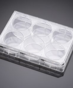 Falcon® 6-Well Permeable Support Companion Plate TC-Treated