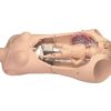 GAUMARD NOELLE® S552 - Torso Pelatih Keterampilan Melahirkan Otomatis dengan OMNI® 2 |