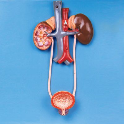 Simulator Transplantasi Ginjal
