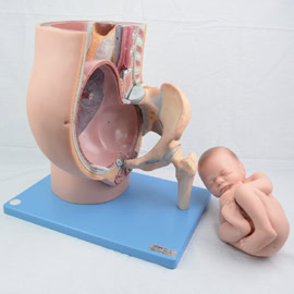 Manikin Pelatihan Pemantauan Janin