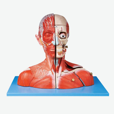 Manikin Cedera Leher
