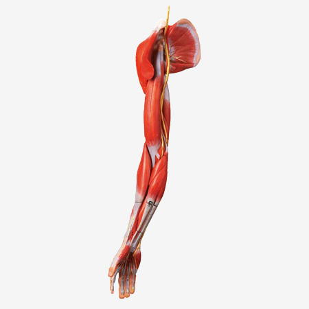 MANIKIN PERAWATAN SARAF OTOT 1 Manikin Perawatan Saraf Otot