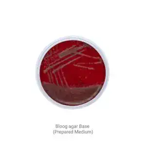 Blood Agar Base