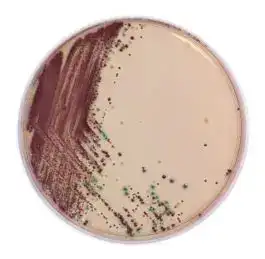 E.coli O157 Chromogenic Medium