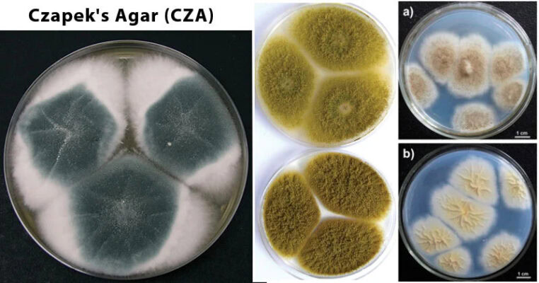 cara menggunakan Czapek Dox Agar