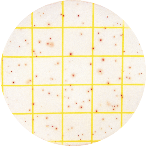 Aerobic Count Plate: Panduan Lengkap & 5 Cara Pakainya 1 Aerobic Count Plate