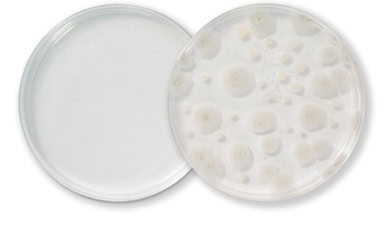 Salt Czapek Dox Agar
